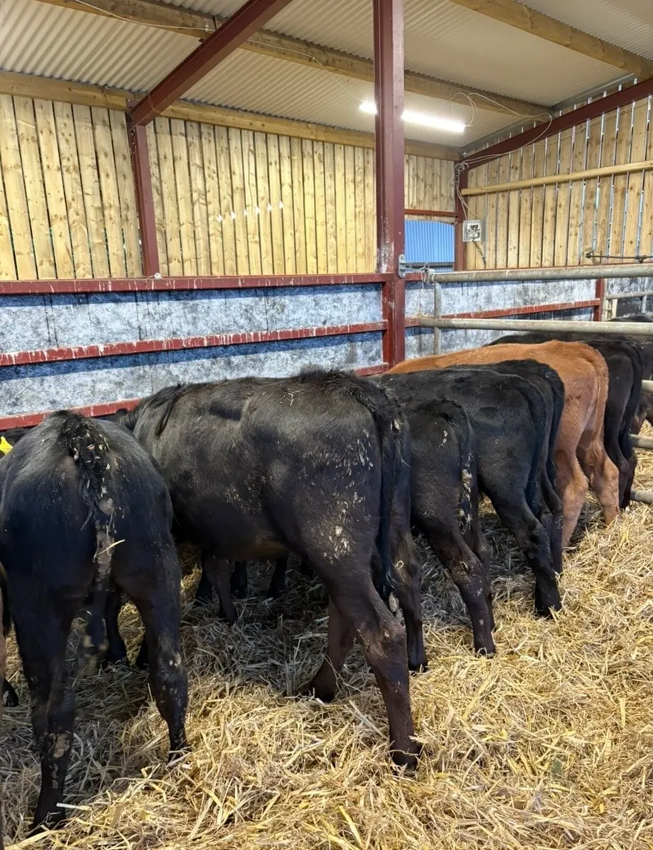 9 smashing 160 kg runner heifers 🔥 - Image 3