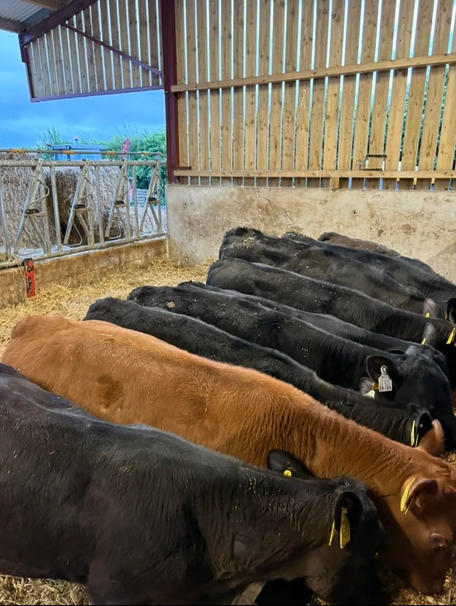 9 smashing 160 kg runner heifers 🔥 - Image 4