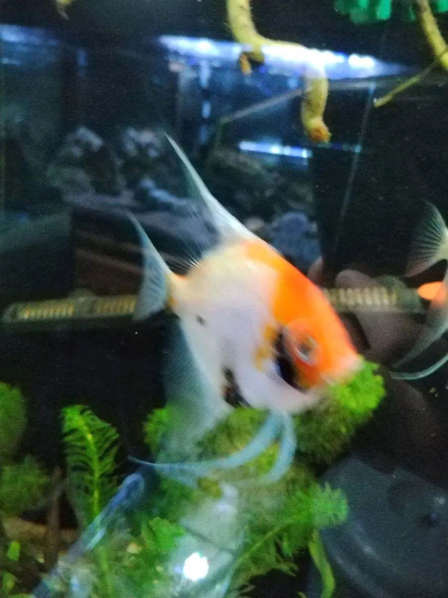 Angel fish - Image 1