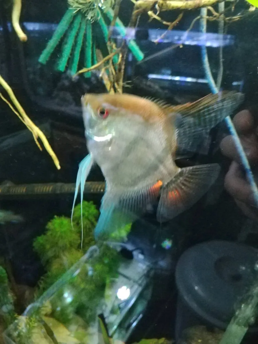 Angel fish - Image 2