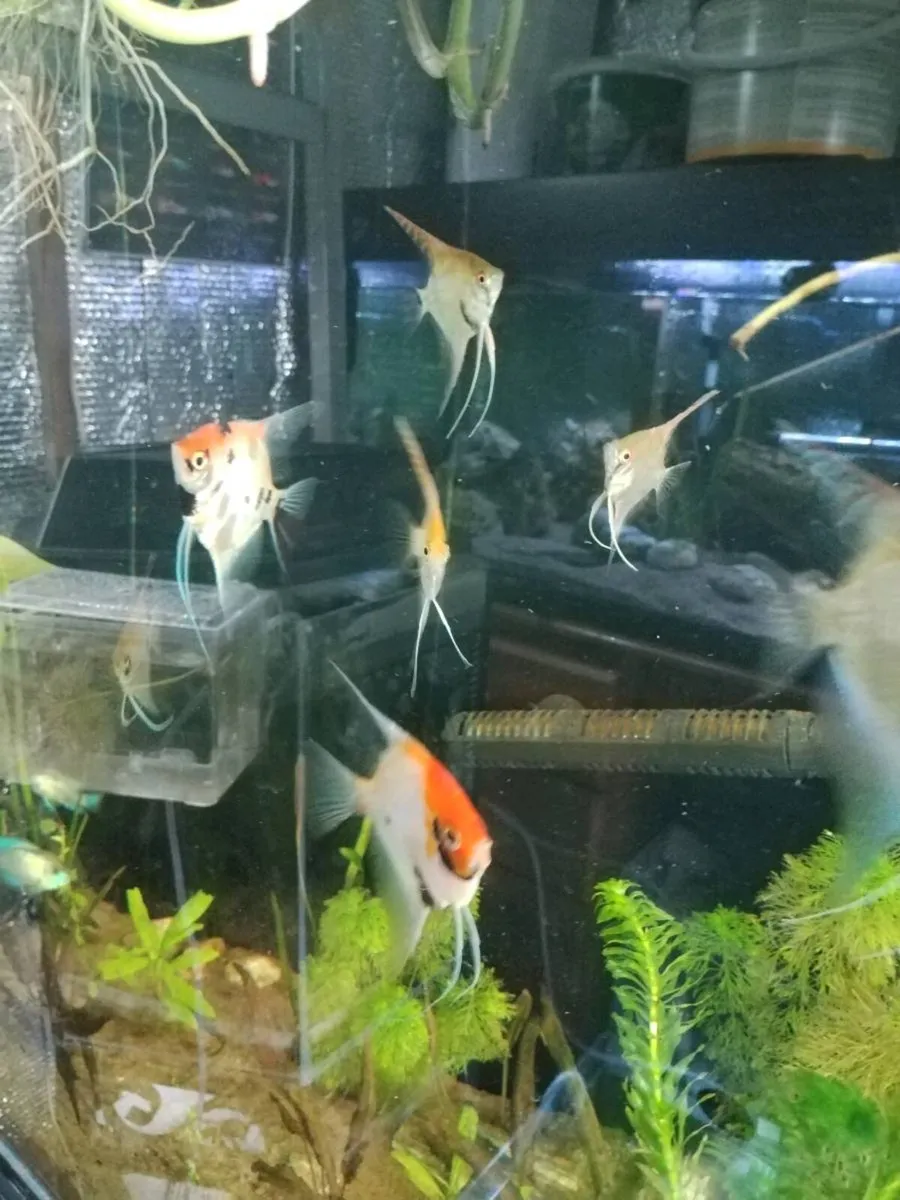 Angel fish - Image 3
