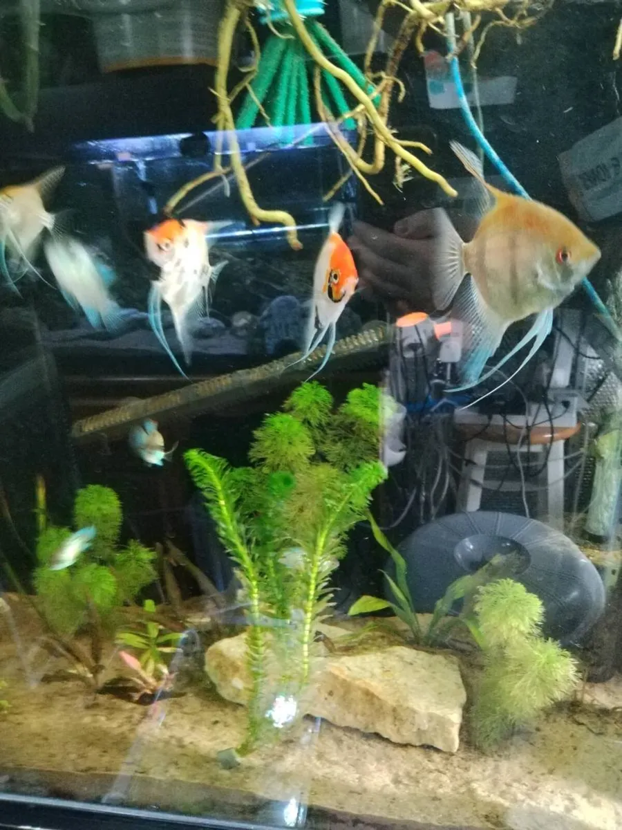 Angel fish - Image 4