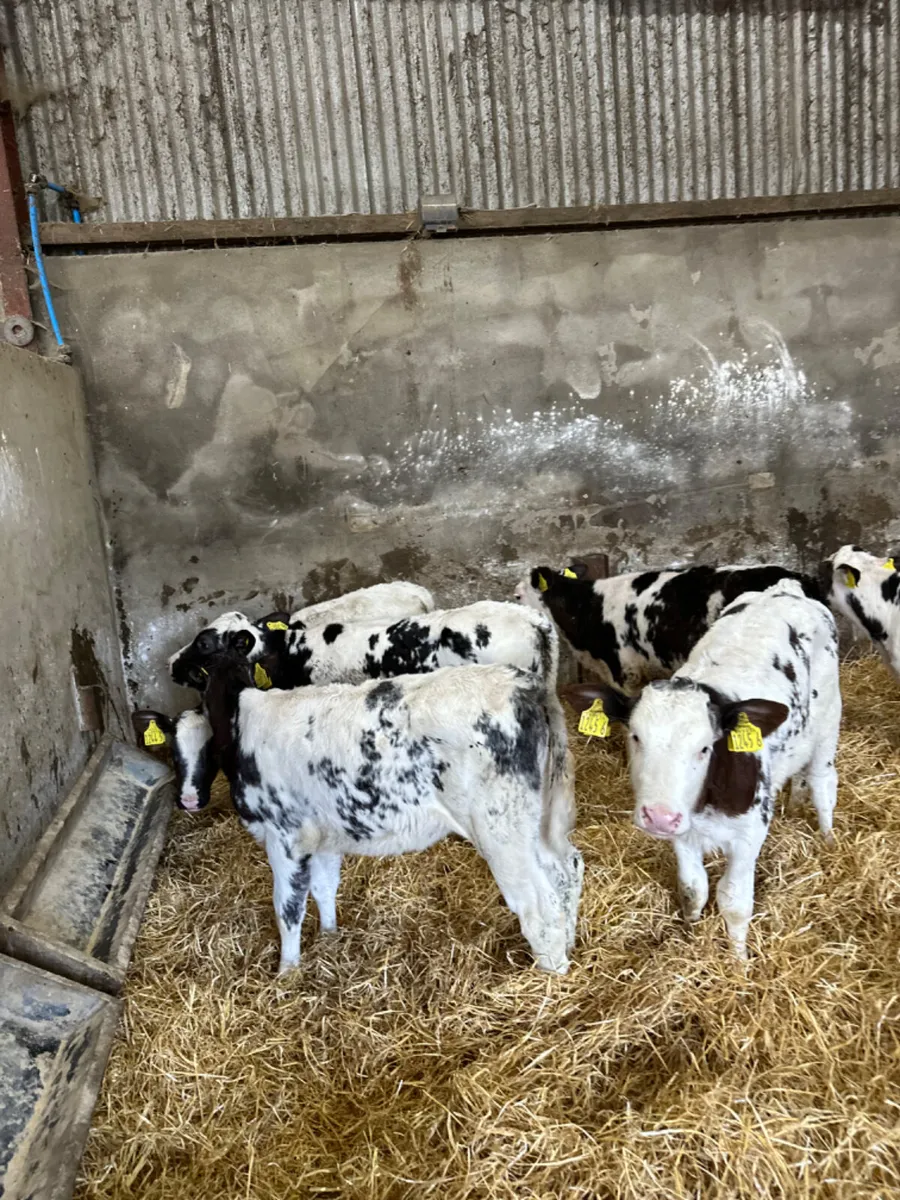 Blue heifers - Image 2