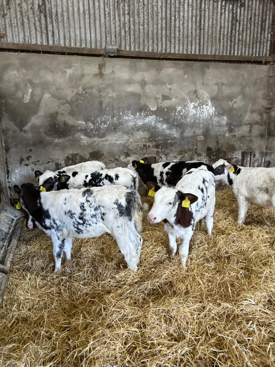 Blue heifers - Image 1