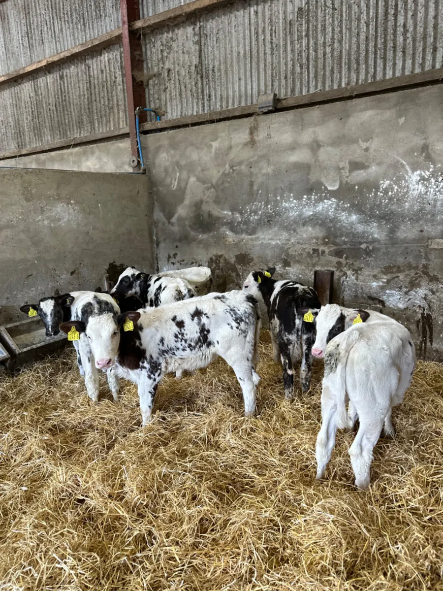 Blue heifers - Image 4