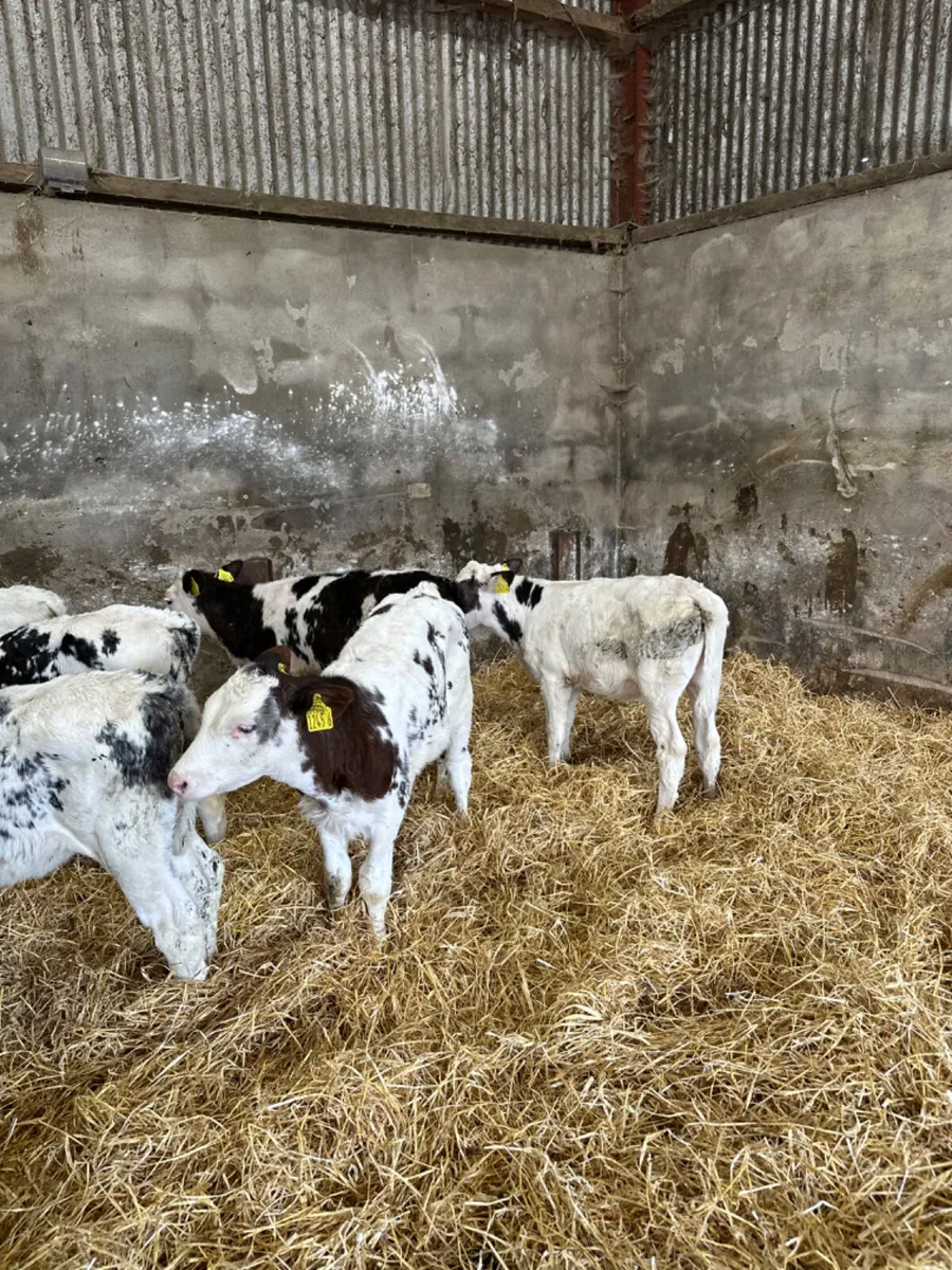 Blue heifers - Image 3