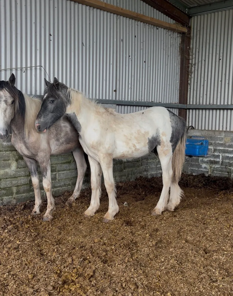 Heavy Blue & White Colt - Image 1