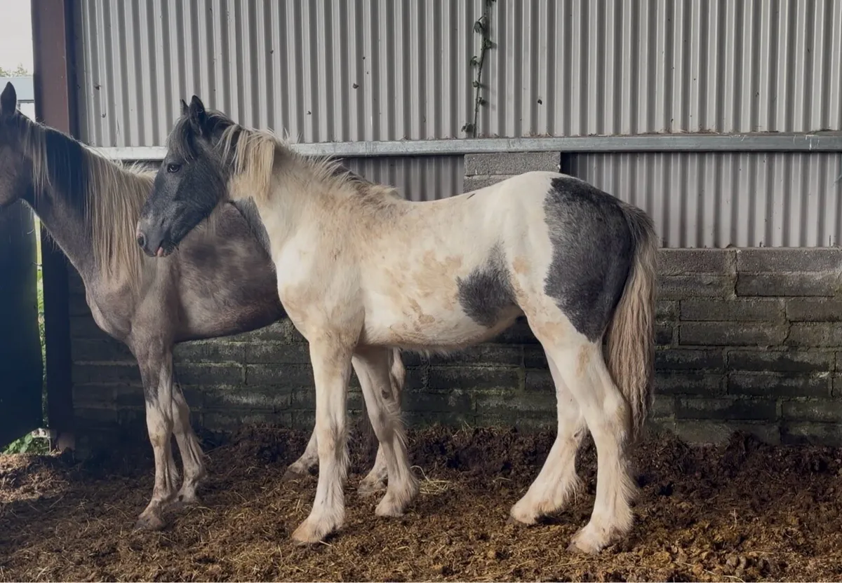Heavy Blue & White Colt - Image 2