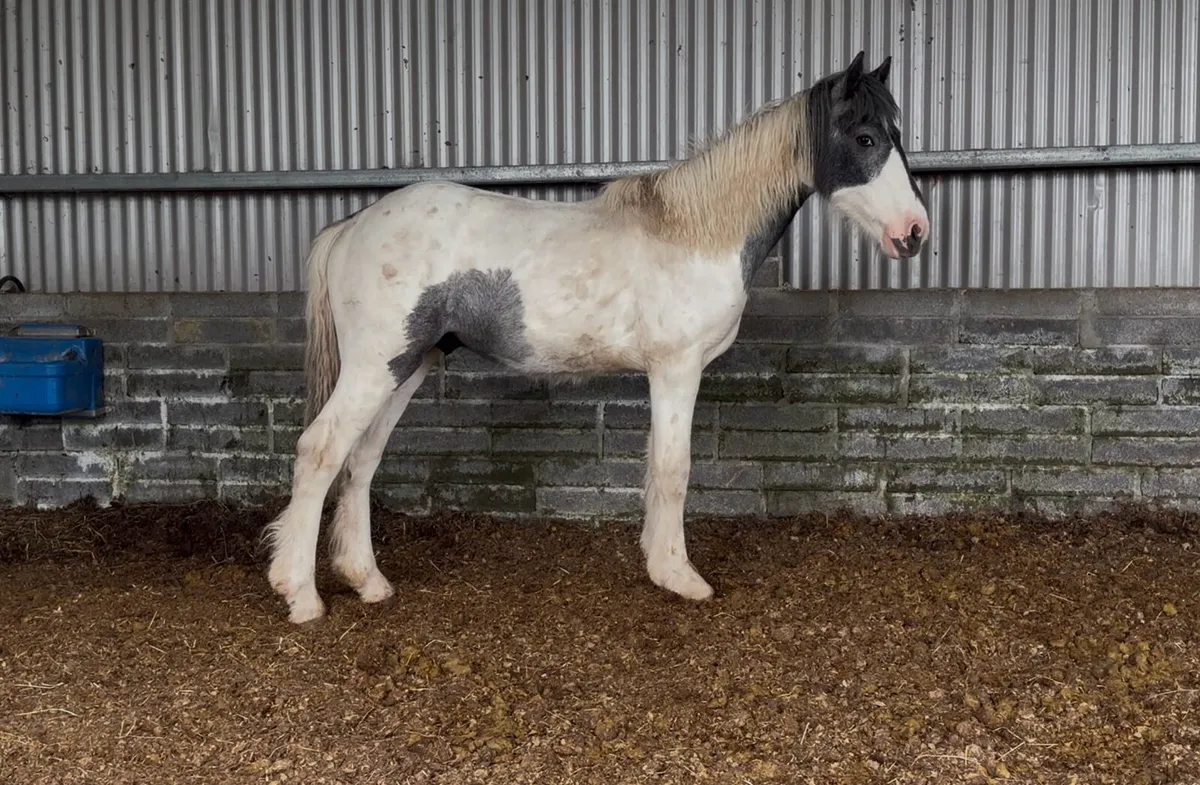 Heavy Blue & White Colt - Image 3