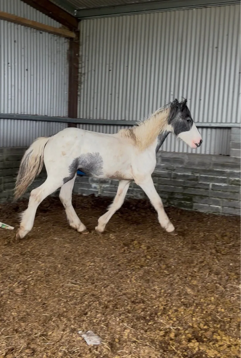 Heavy Blue & White Colt - Image 4