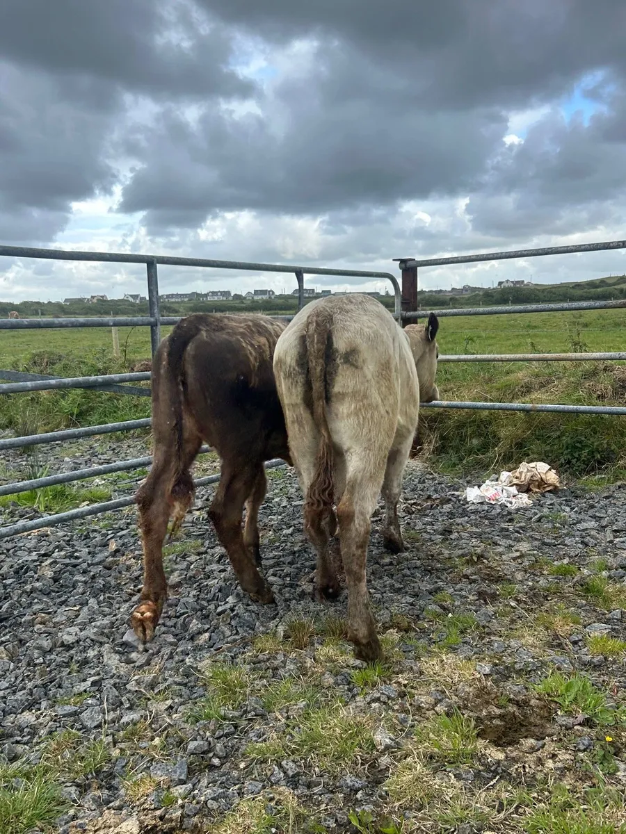 2 Heifer Weanlings - Image 2