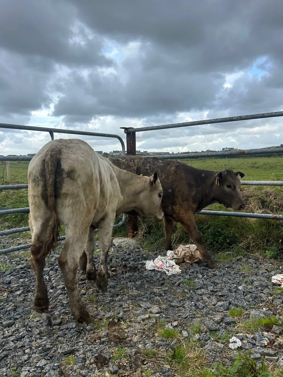 2 Heifer Weanlings - Image 3
