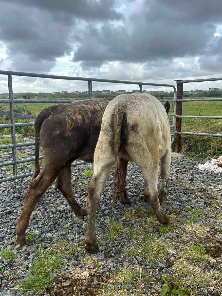 2 Heifer Weanlings - Image 1