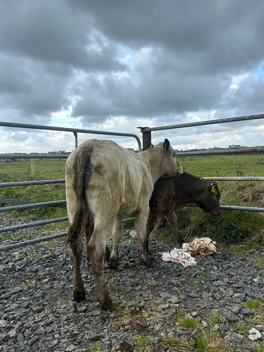 2 Heifer Weanlings - Image 4