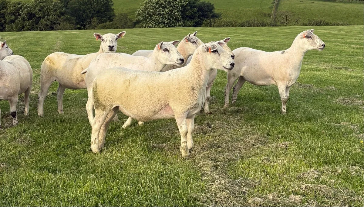 Texel Mule Hoggets - Image 2