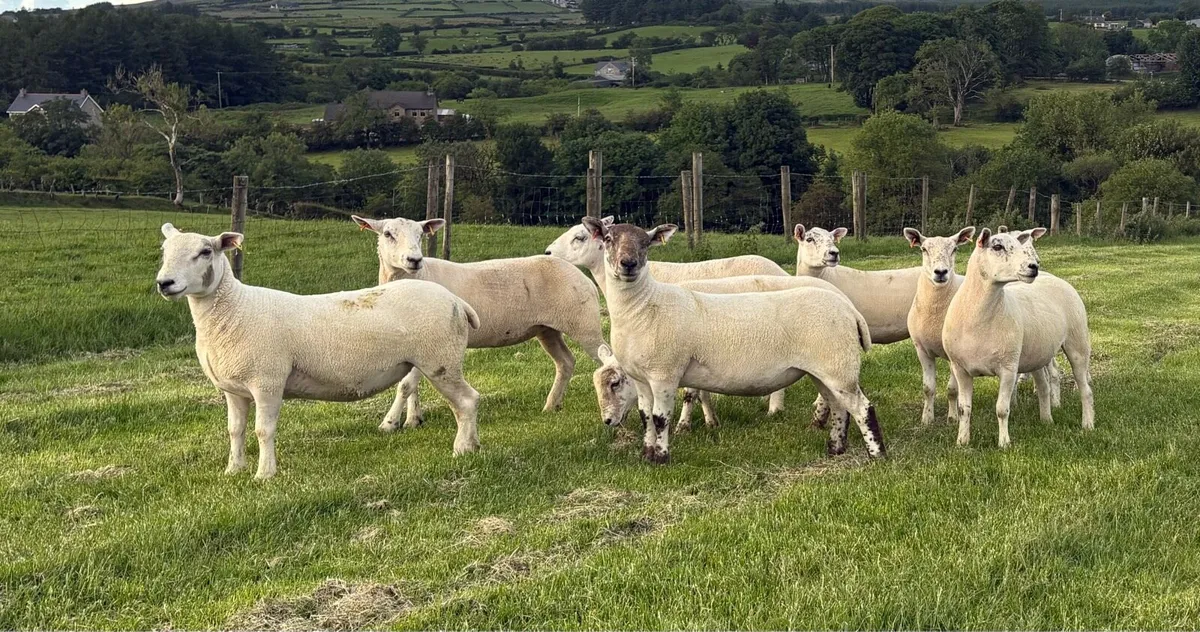 Texel Mule Hoggets - Image 1