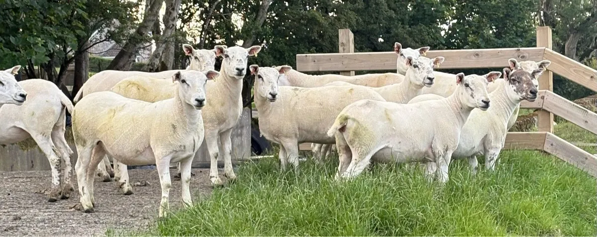 Texel Mule Hoggets - Image 3