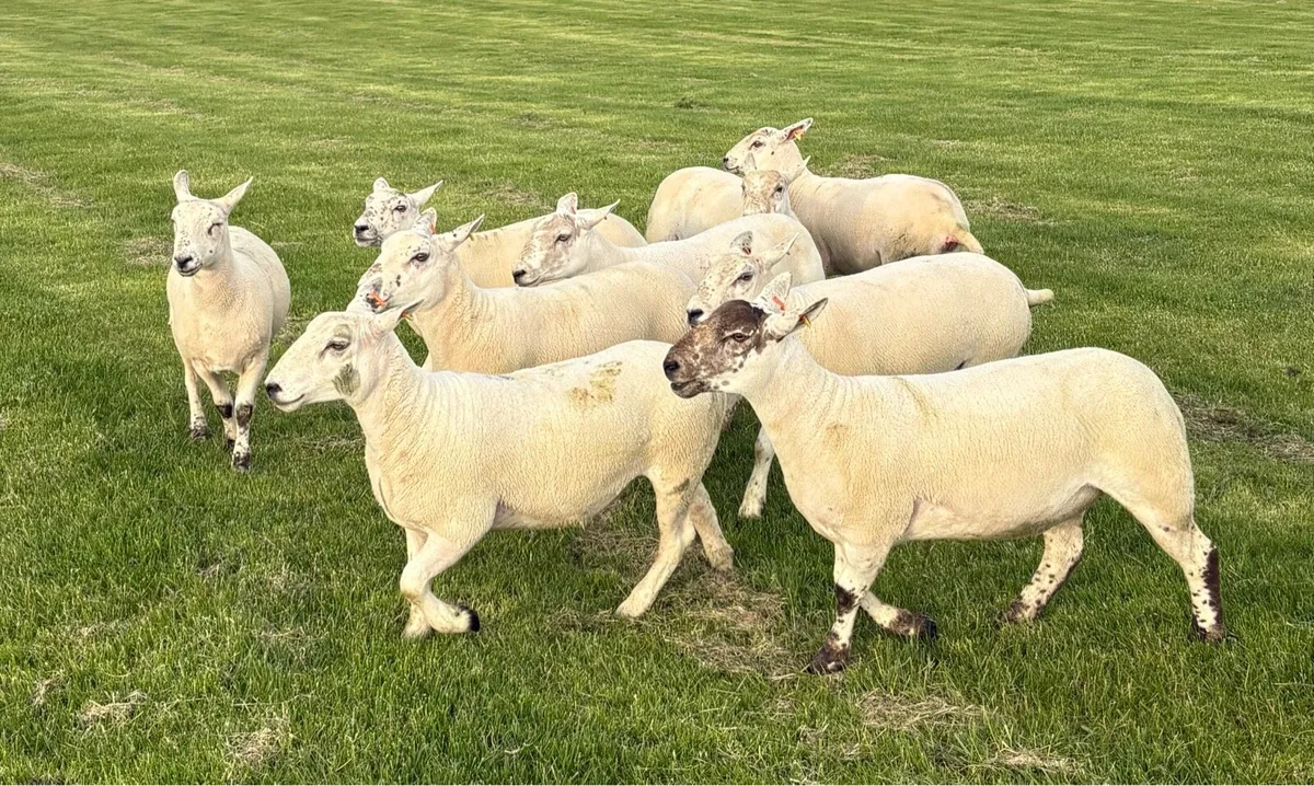 Texel Mule Hoggets - Image 4