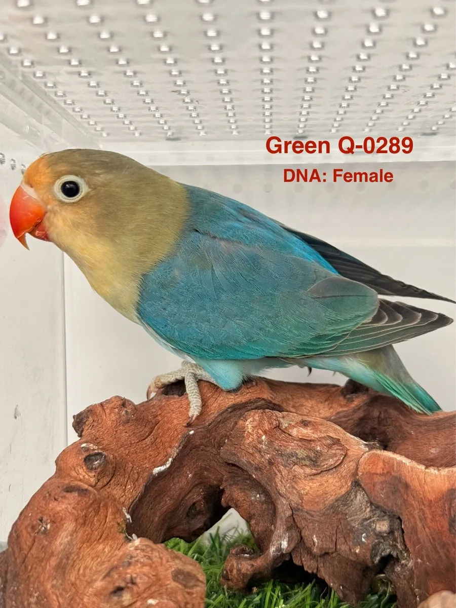 Fischer Lovebirds for new home - Image 2