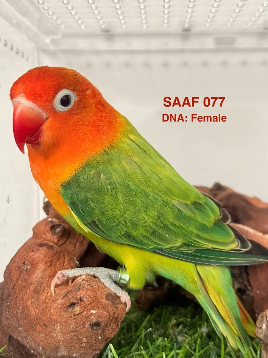 Fischer Lovebirds for new home - Image 3