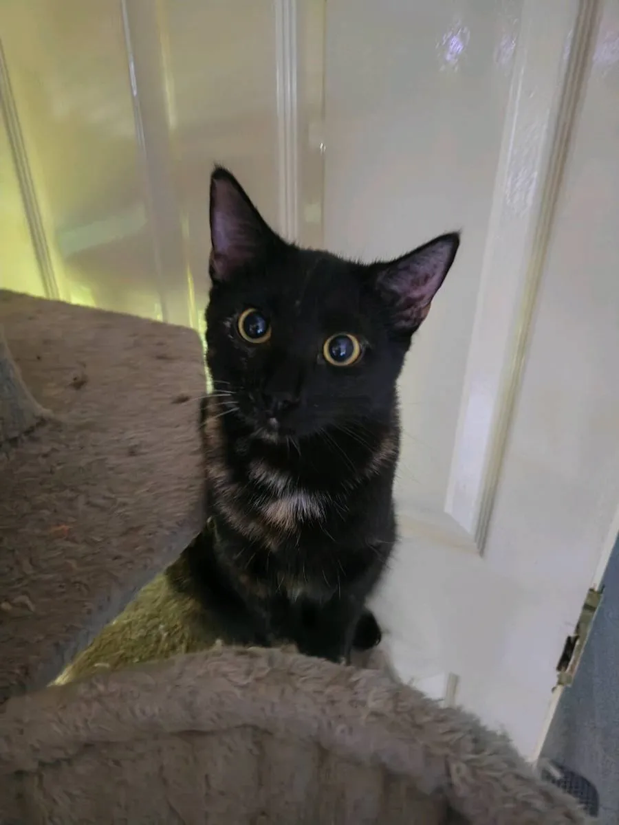 Young sweet cats - Image 4