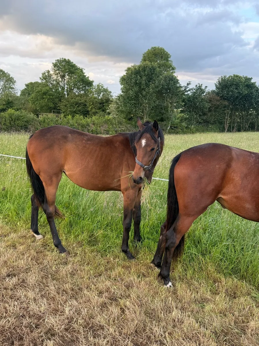 Warmblood fillies - Image 4
