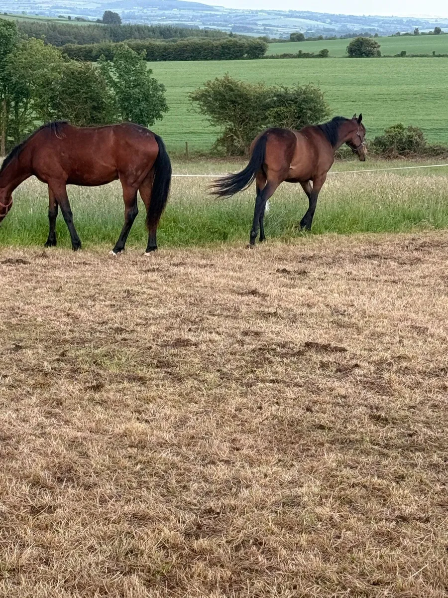 Warmblood fillies - Image 1