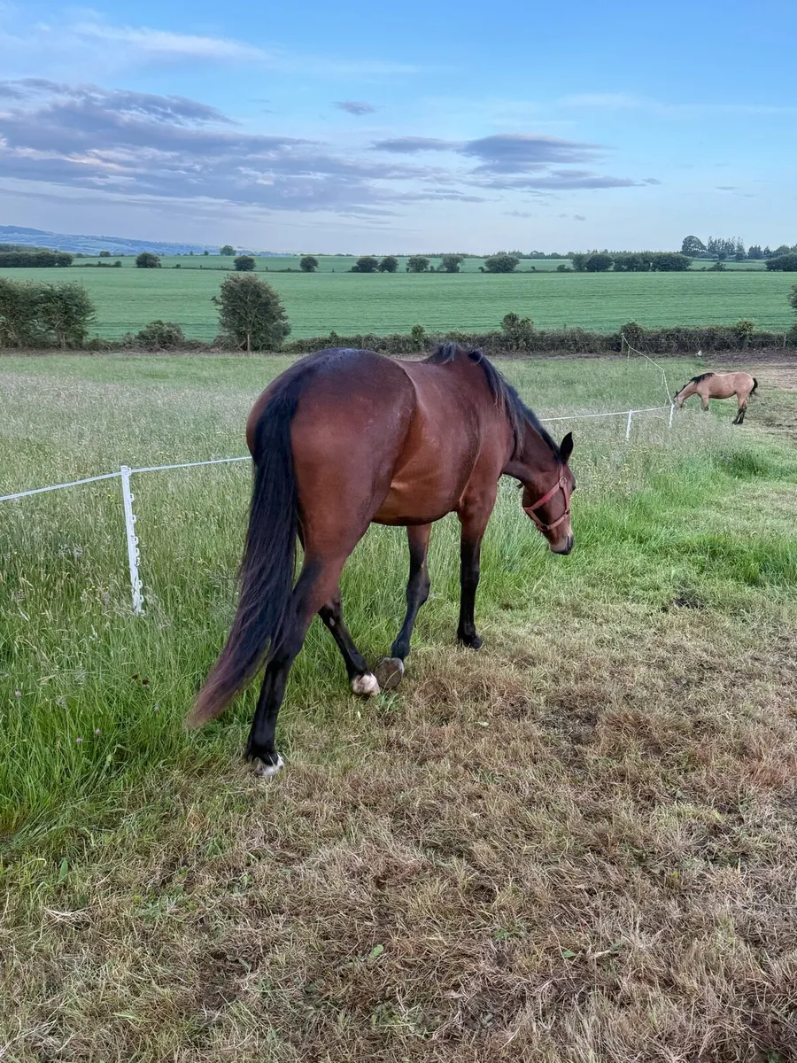 Warmblood fillies - Image 2