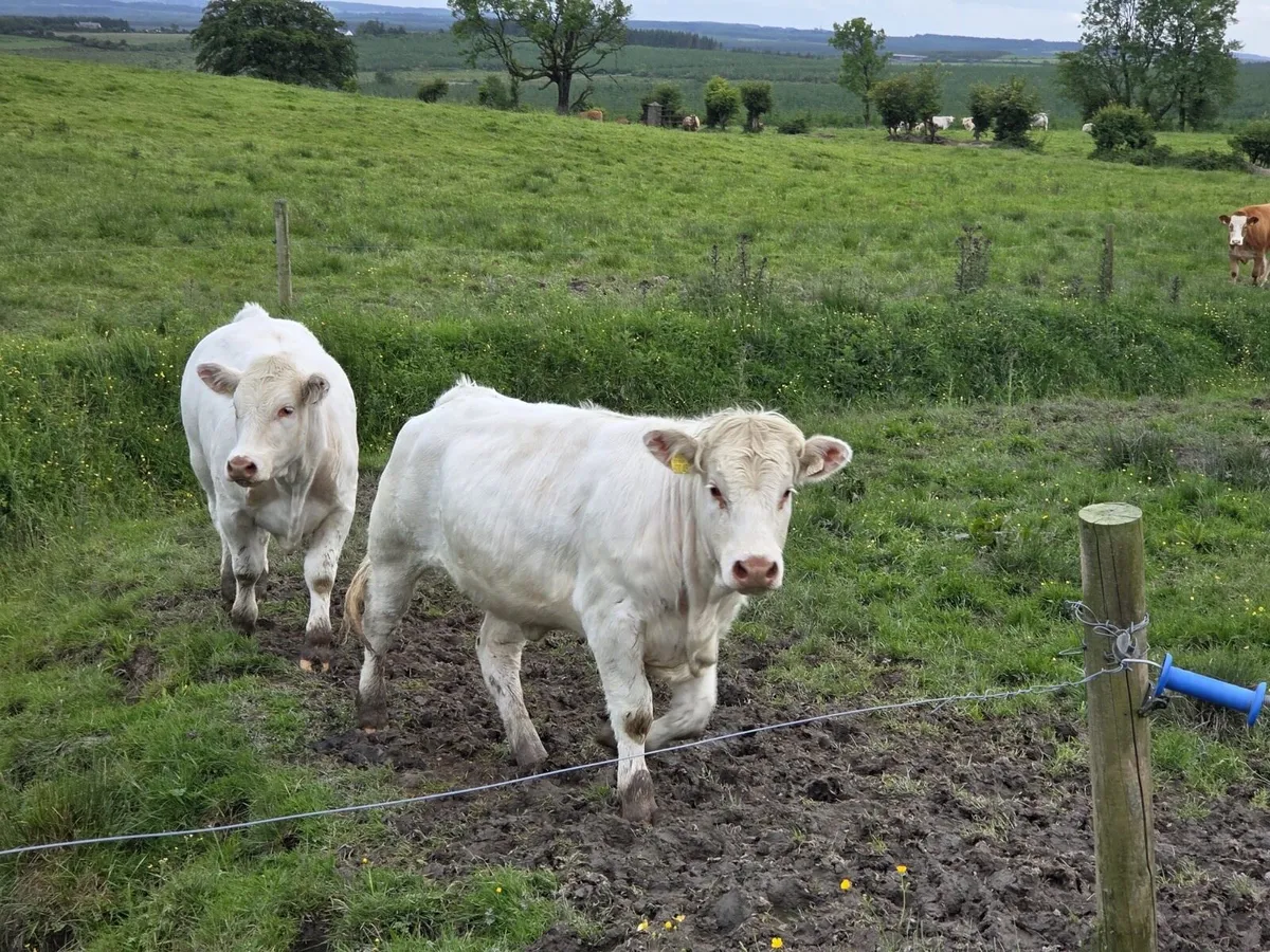 3 purebred Charolais - Image 1