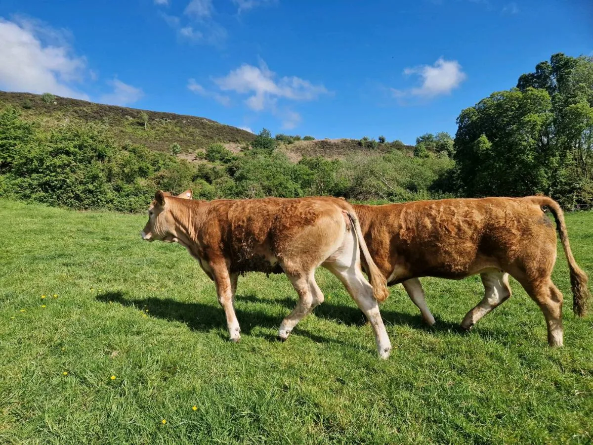 Breeding Heifers 4 star genotype - Image 2