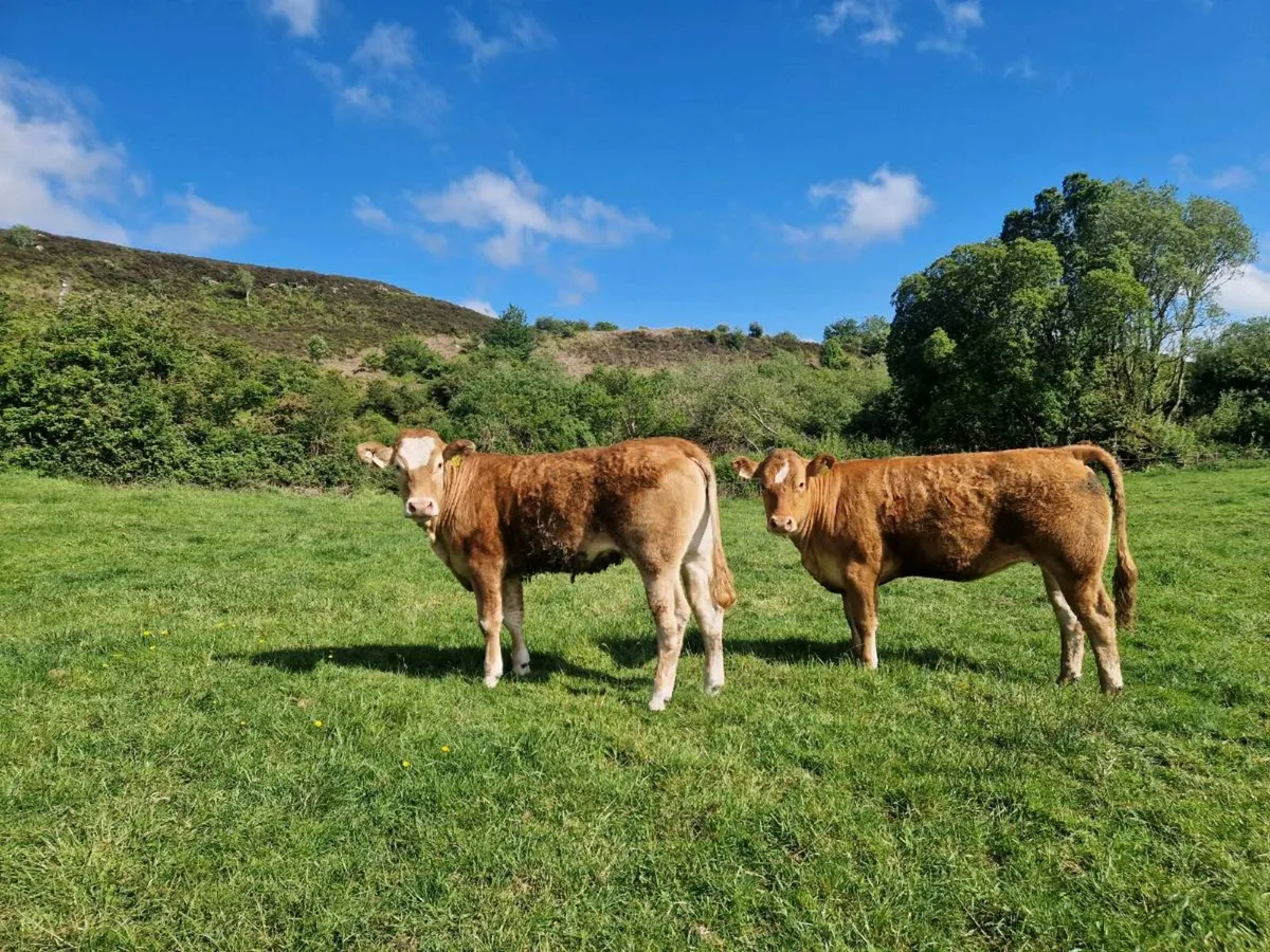 Breeding Heifers 4 star genotype - Image 3