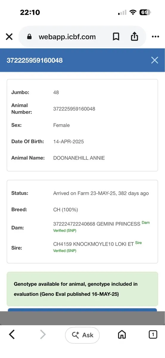 3 purebred Charolais - Image 4