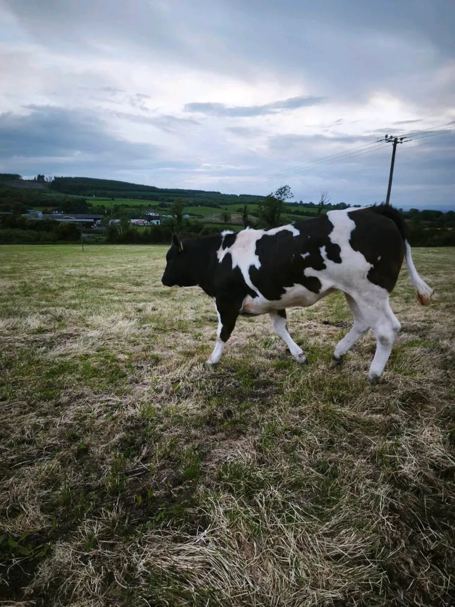 BB heifer - Image 3