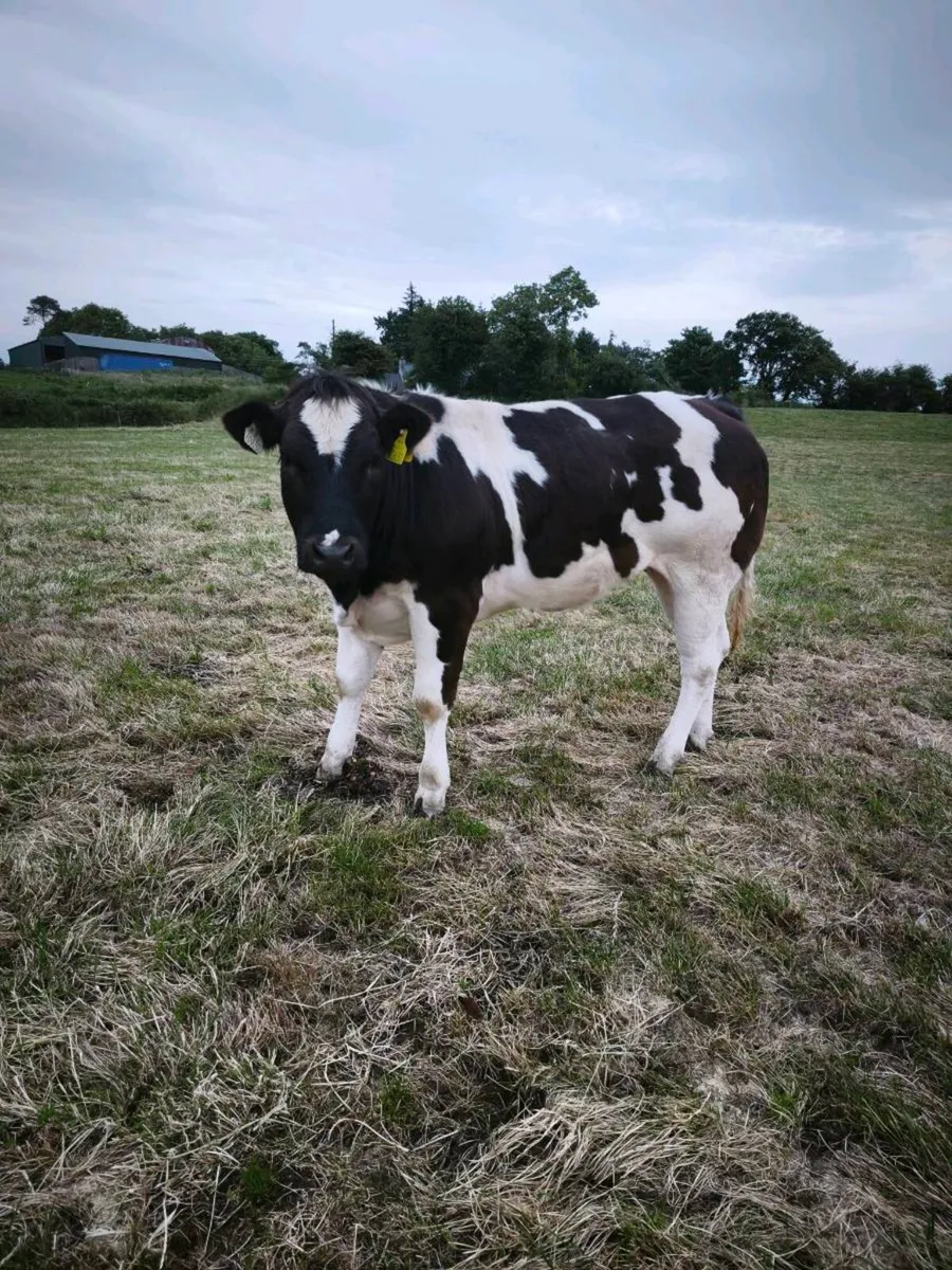 BB heifer - Image 4