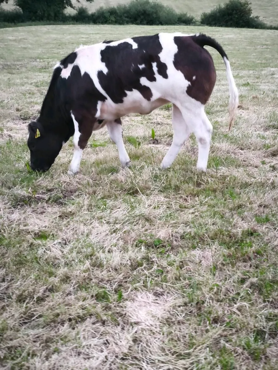 BB heifer - Image 2