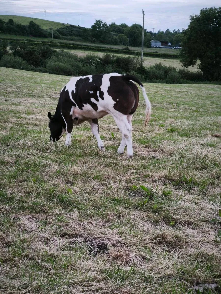 BB heifer - Image 1