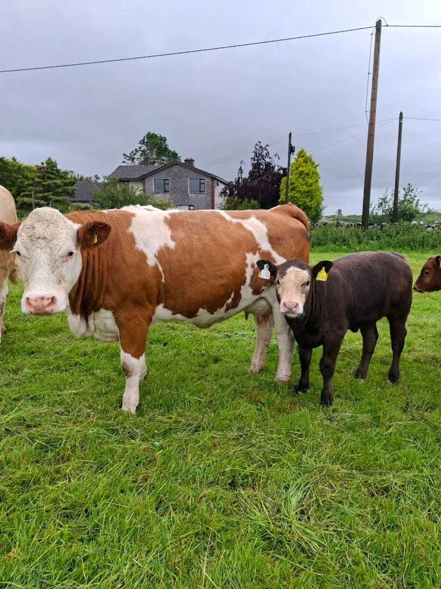 2 outstanding cows with calves at foot - Image 1