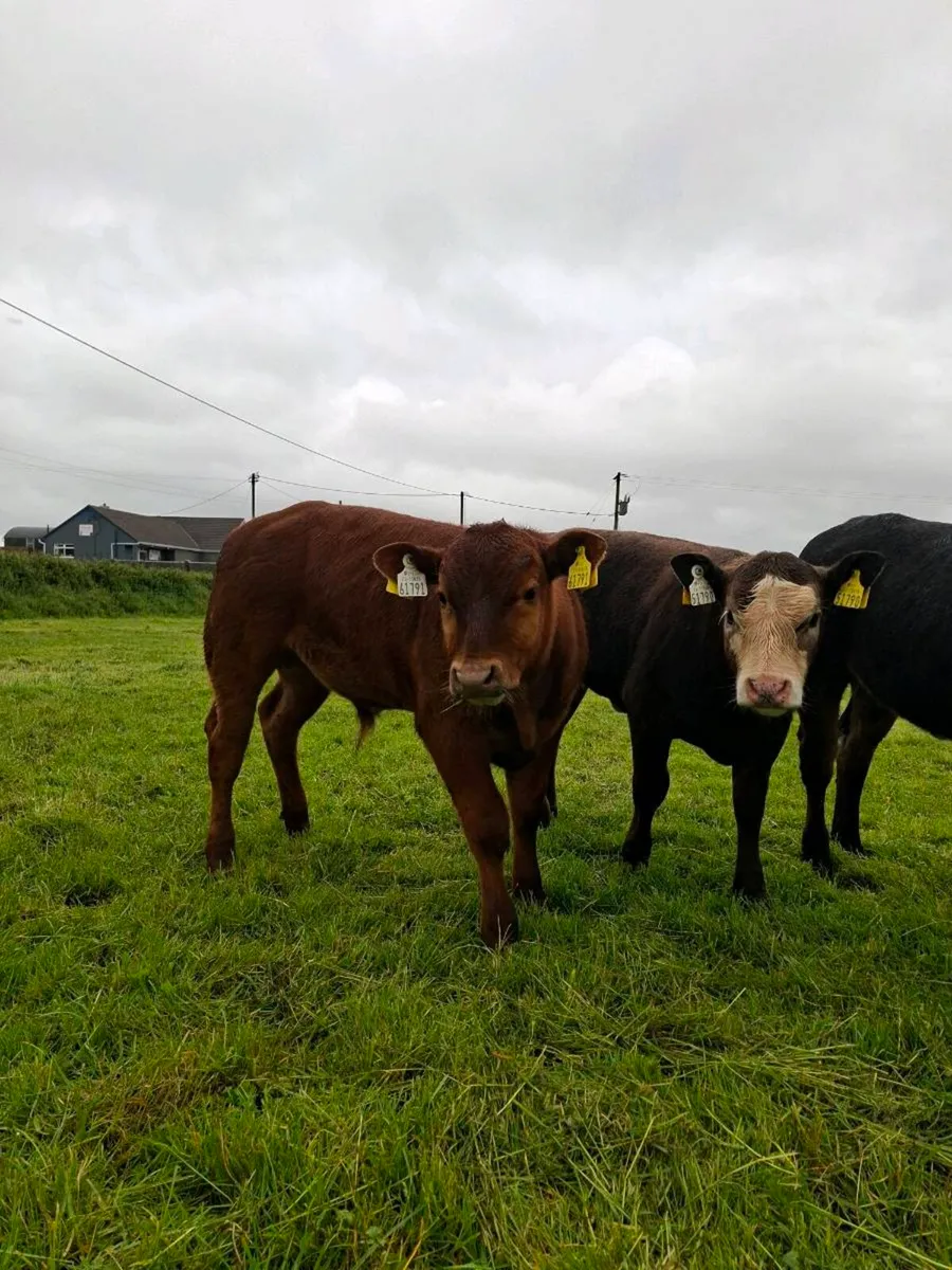 2 outstanding cows with calves at foot - Image 2
