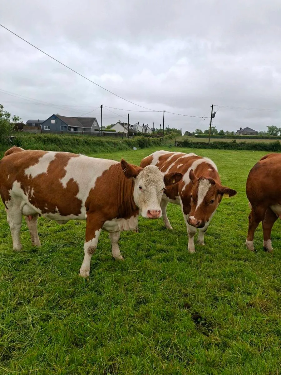 2 outstanding cows with calves at foot - Image 3