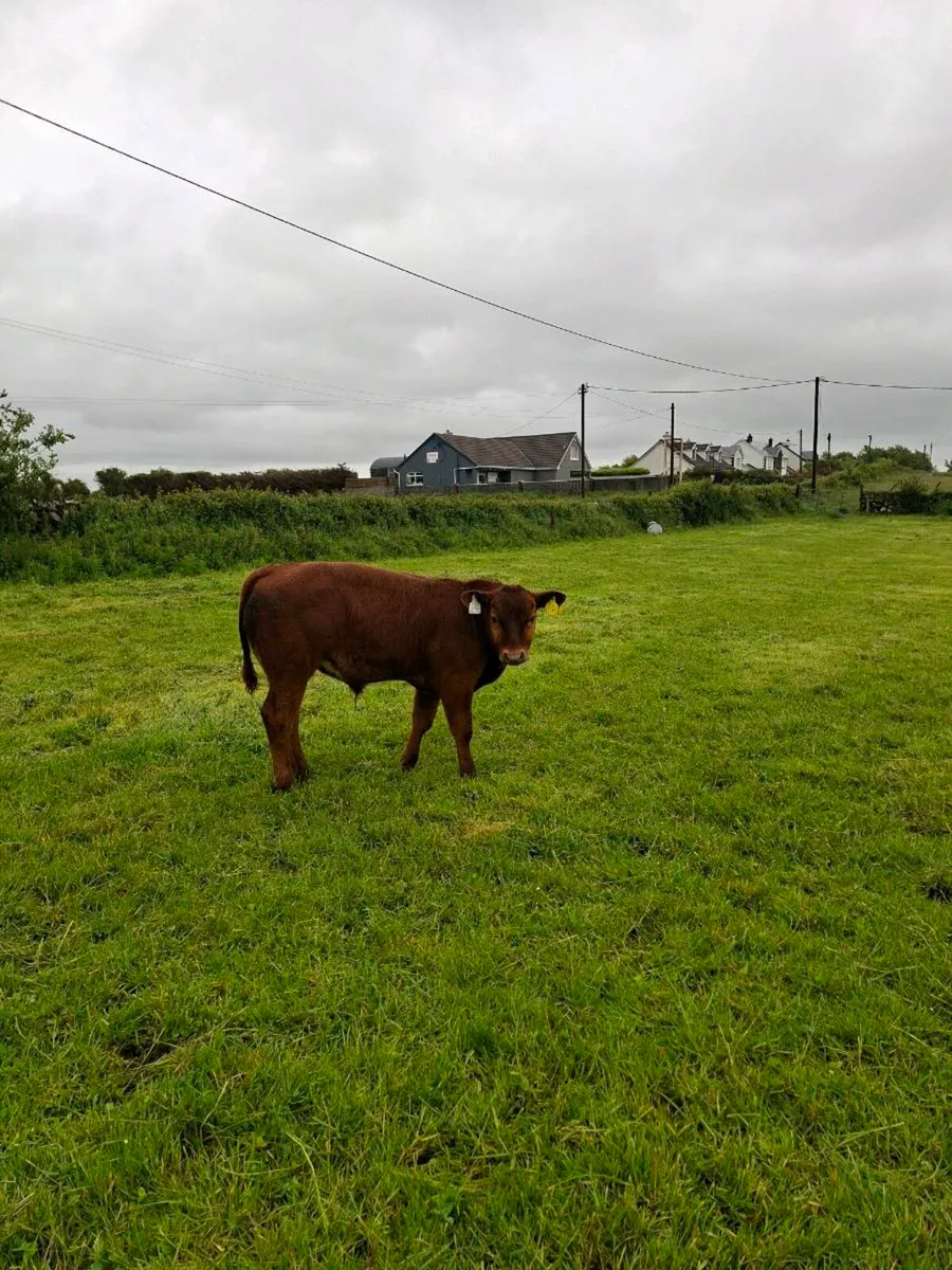 2 outstanding cows with calves at foot - Image 4