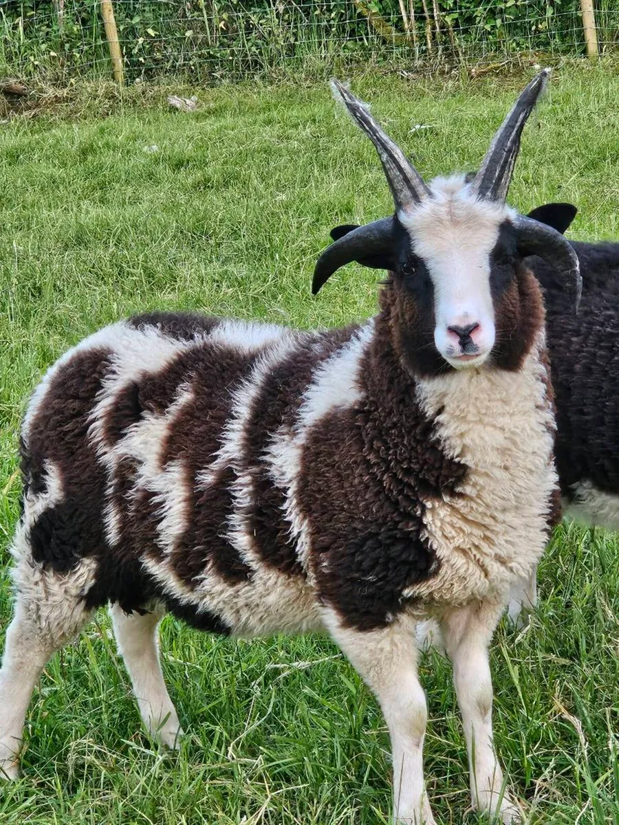 Quality Jacob lambs - Image 2