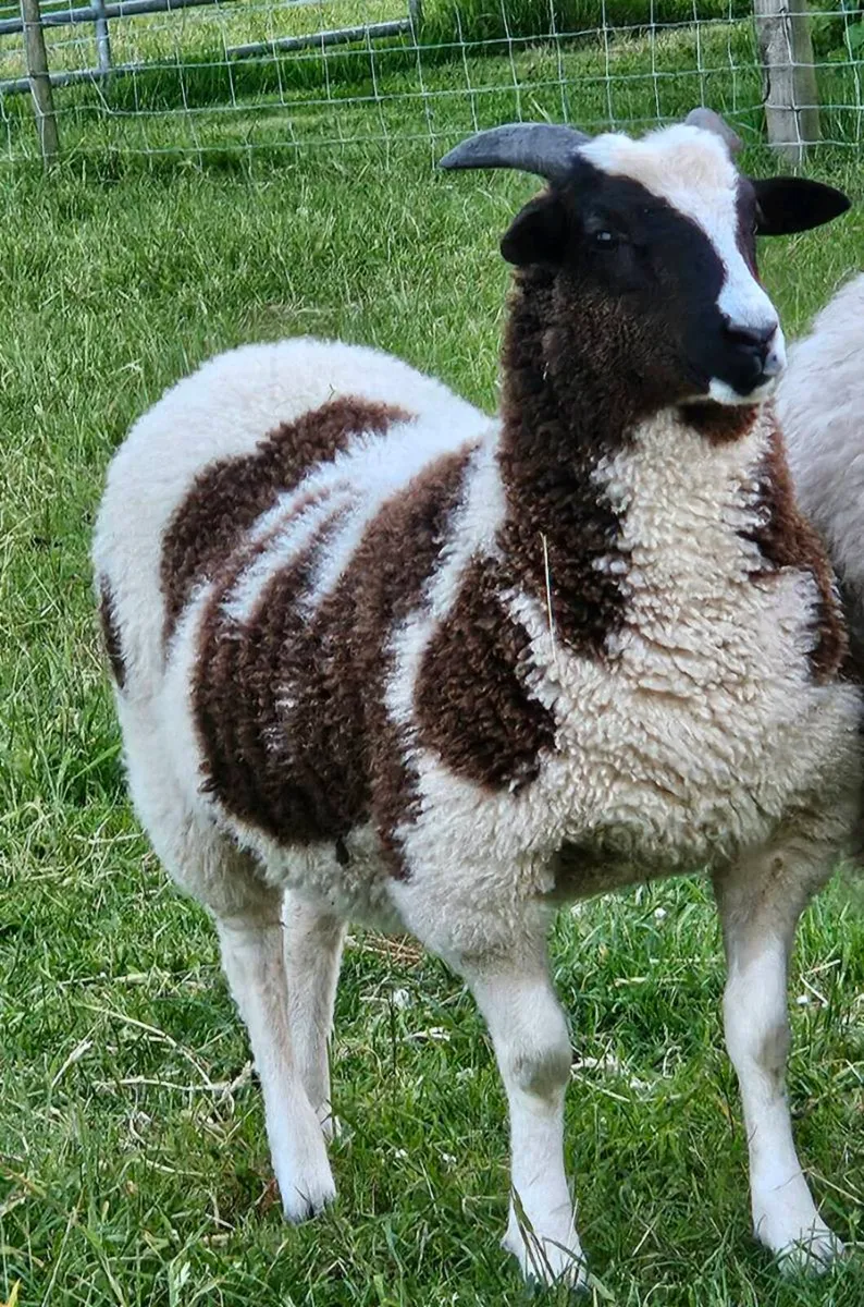 Quality Jacob lambs - Image 3