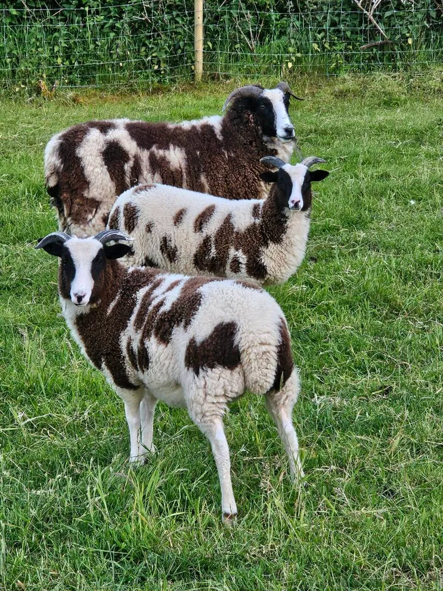 Quality Jacob lambs - Image 4
