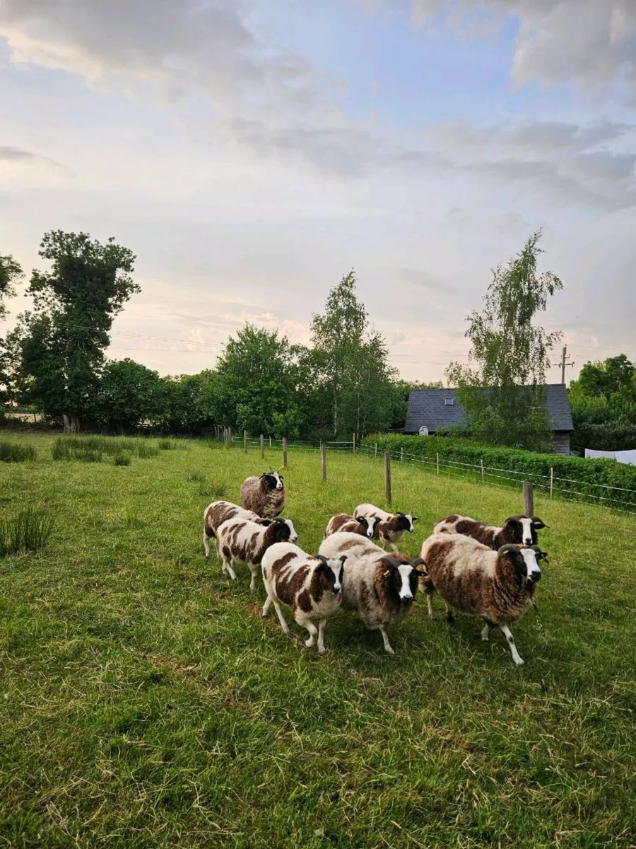 Quality Jacob lambs - Image 1