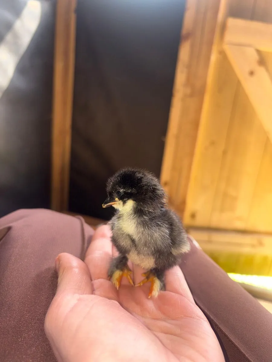 Chicks - Image 3