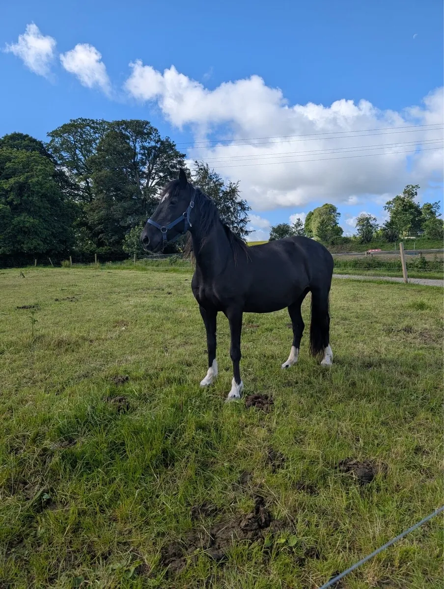 Hackney mare - Image 1