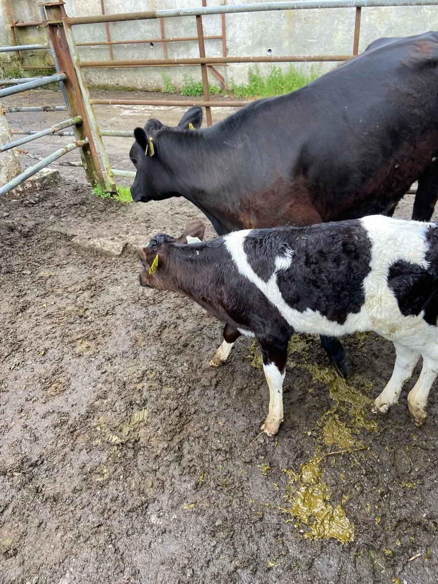 Cow and calf - Image 1