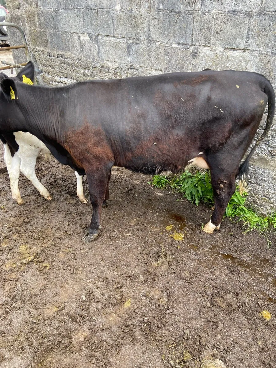 Cow and calf - Image 2