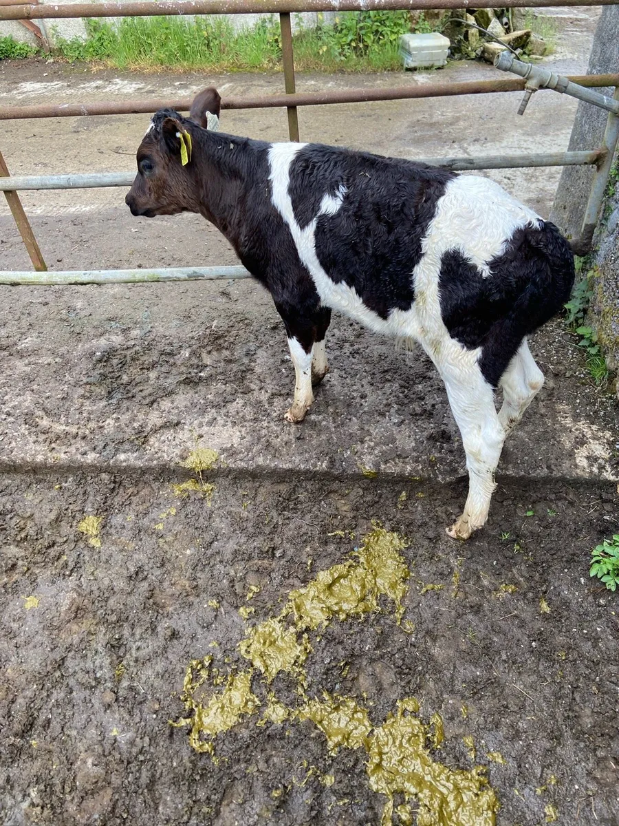 Cow and calf - Image 3