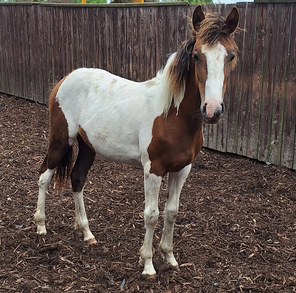 11 month old sports horse filly - Image 1